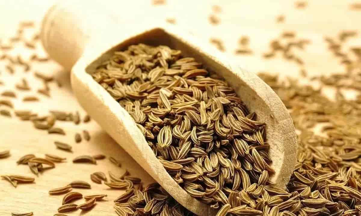 زیره سبز کرمان با کیفیت صادراتی ممتاز